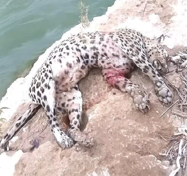 پلنگ چهارمحال بختیاری