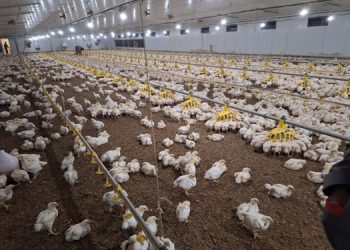 تزریق بیش از یک میلیون دُز واکسن آنفلوآنزای فوق‌حاد پرندگان در استان البرز